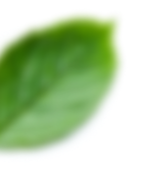 patern