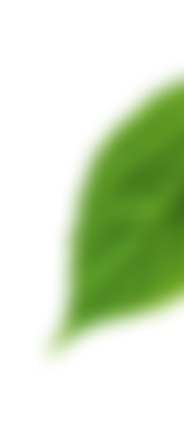 patern