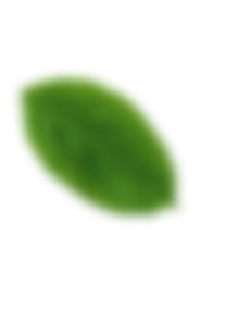 patern